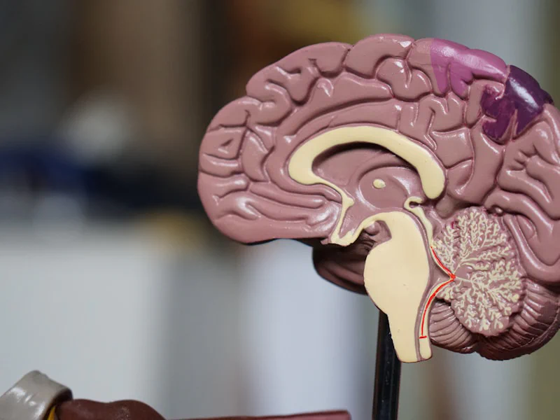 Brain scan showing neural activity during meditation